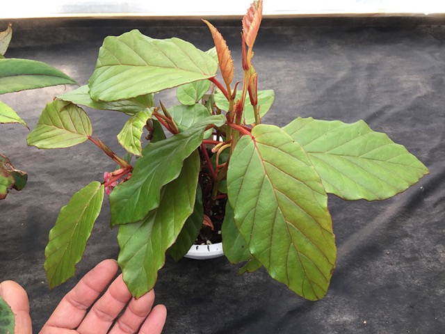 B. mannii